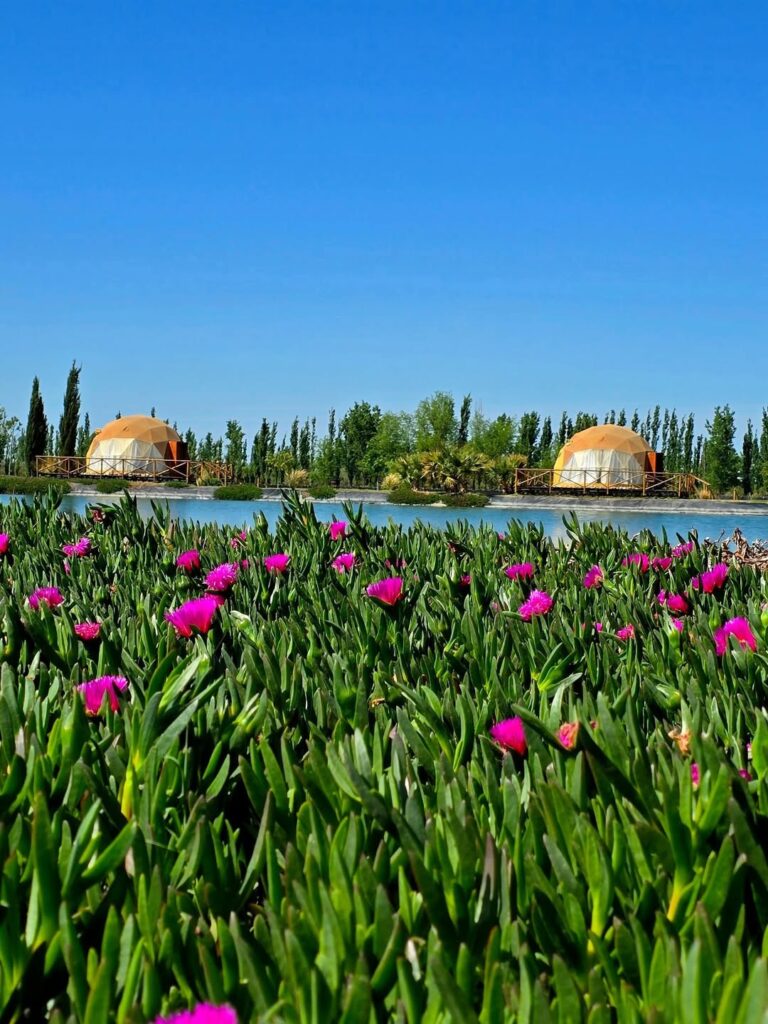 flores-domos
